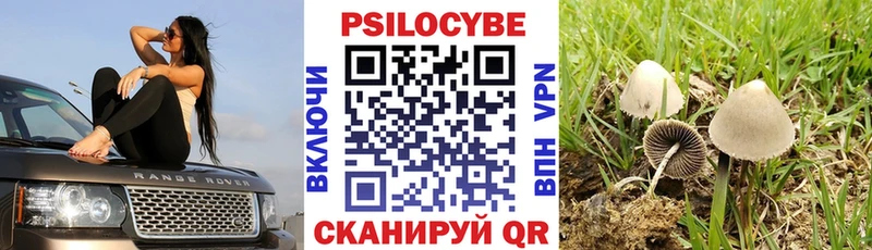 KRAKEN ТОР  Беломорск  Псилоцибиновые грибы GOLDEN TEACHER 